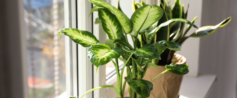 Dieffenbachia