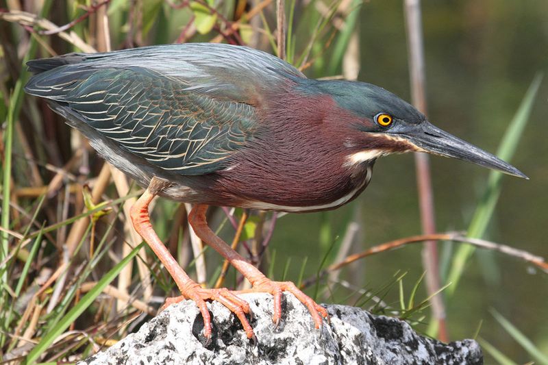 Green Heron