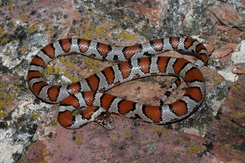 Milk Snake
