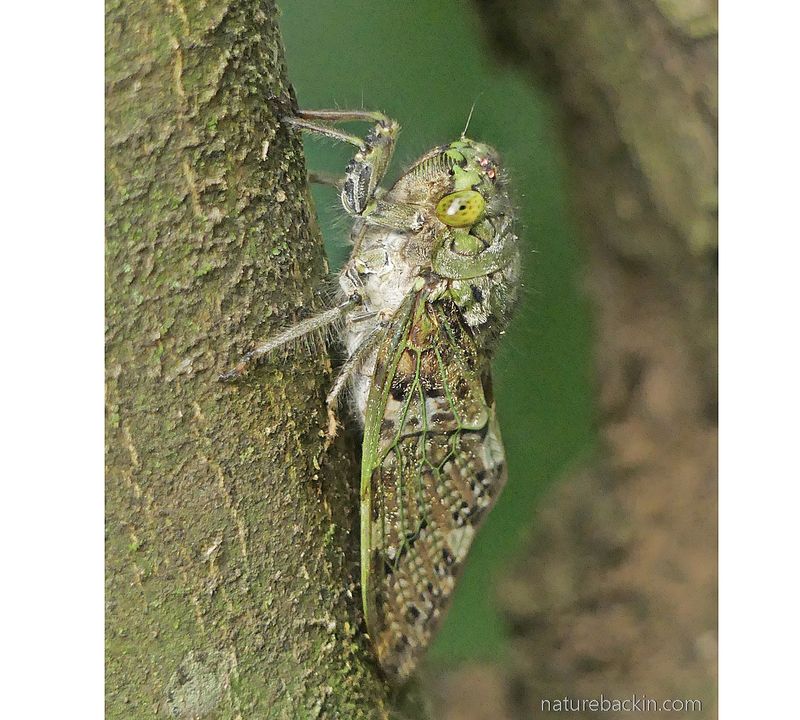 Cicada
