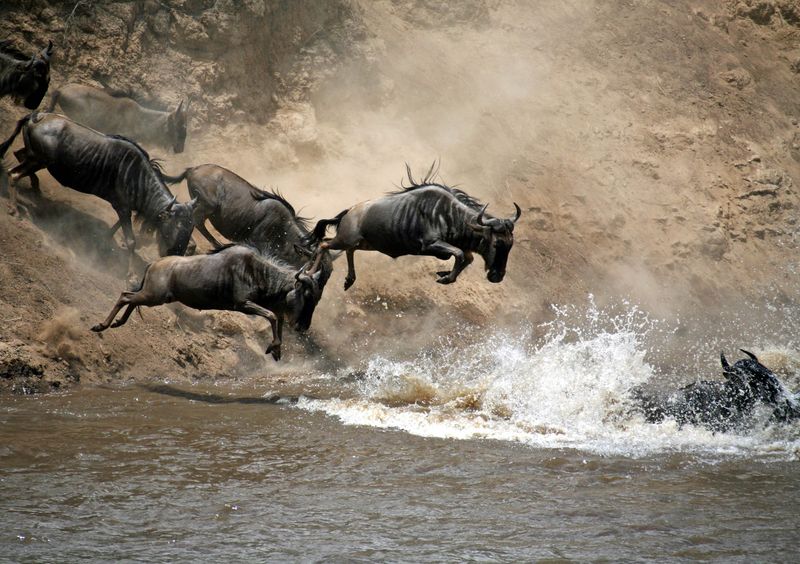 Wildebeest