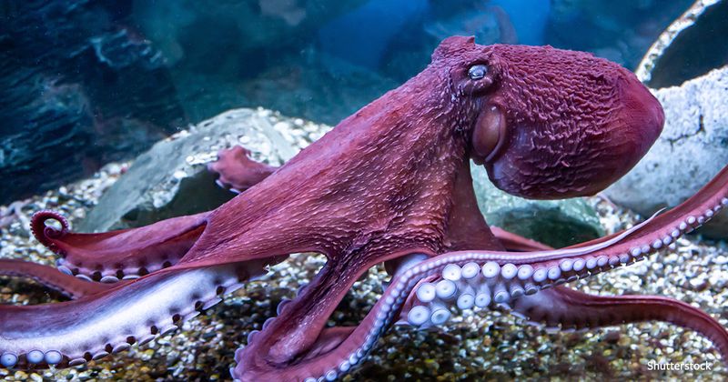 Octopus' Ink Escape
