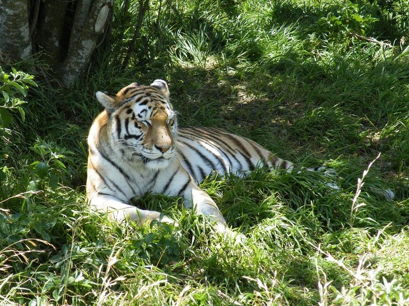 Tiger
