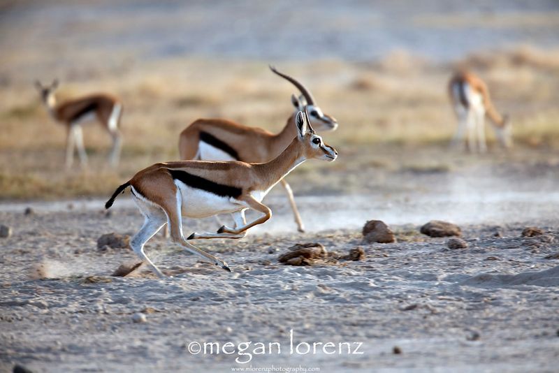 Thomson's Gazelle