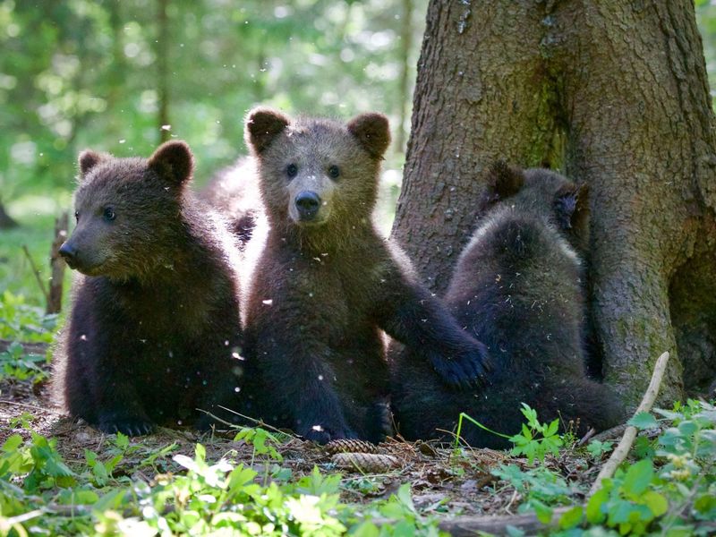 Grizzly Bear Cub