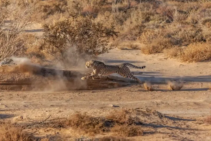 Cheetah