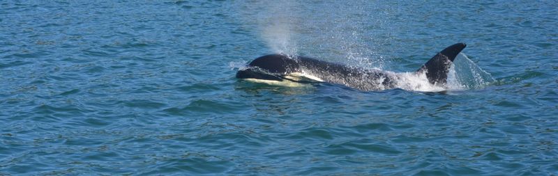 Orca Matriarchs