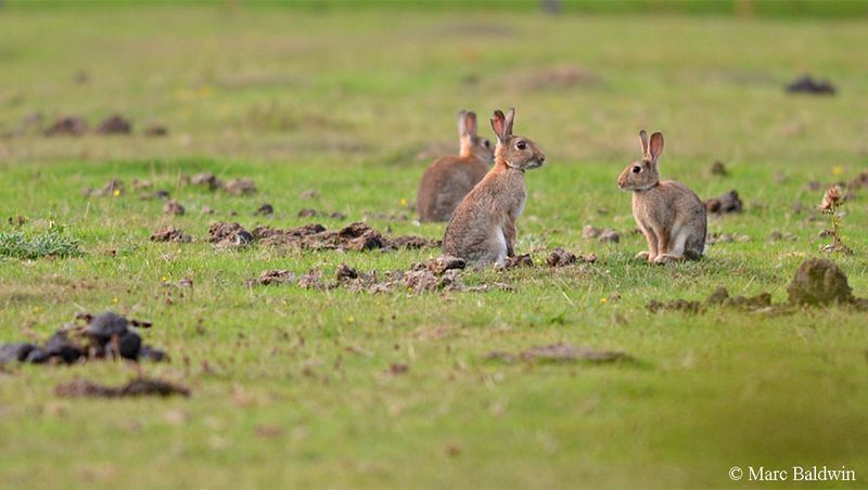 European Rabbit