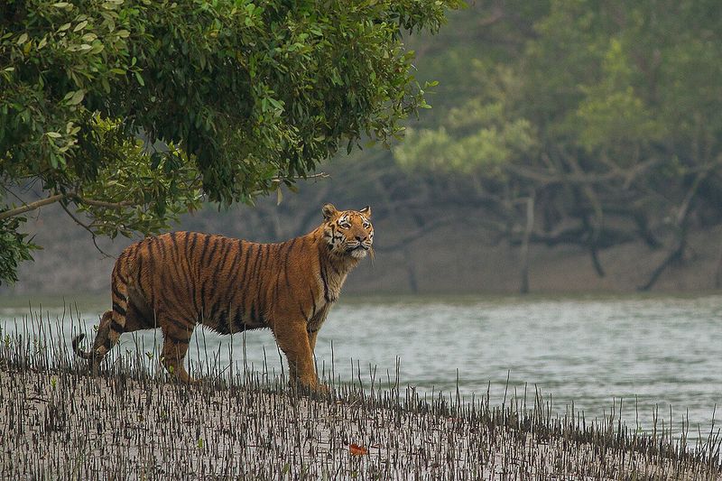 Tigers