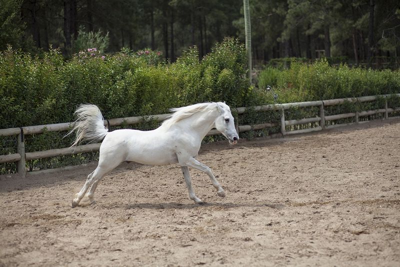 Thoroughbred