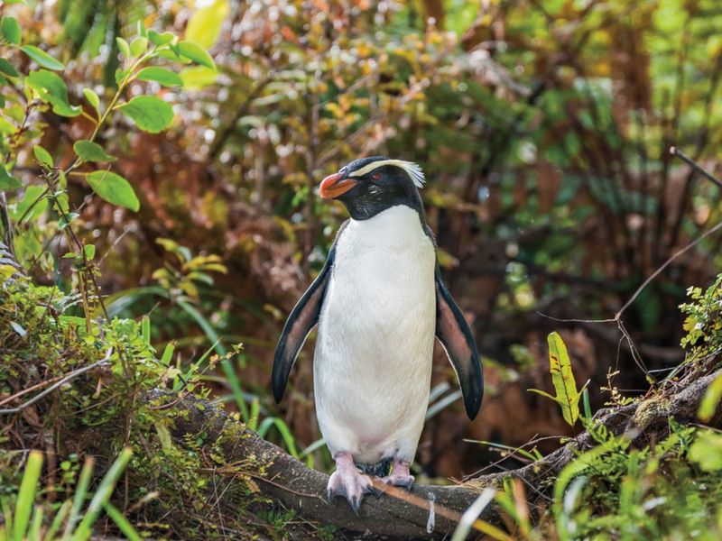 Fiordland Penguin