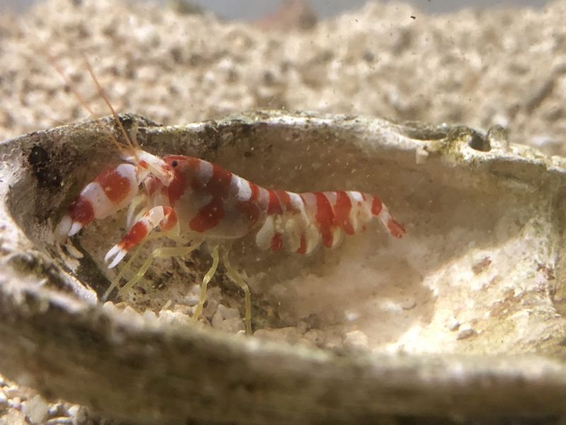 Master of Camouflage