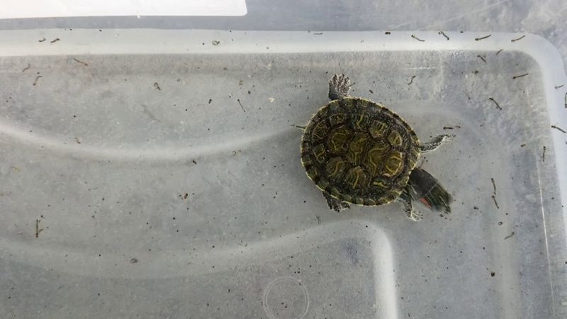 Turtles