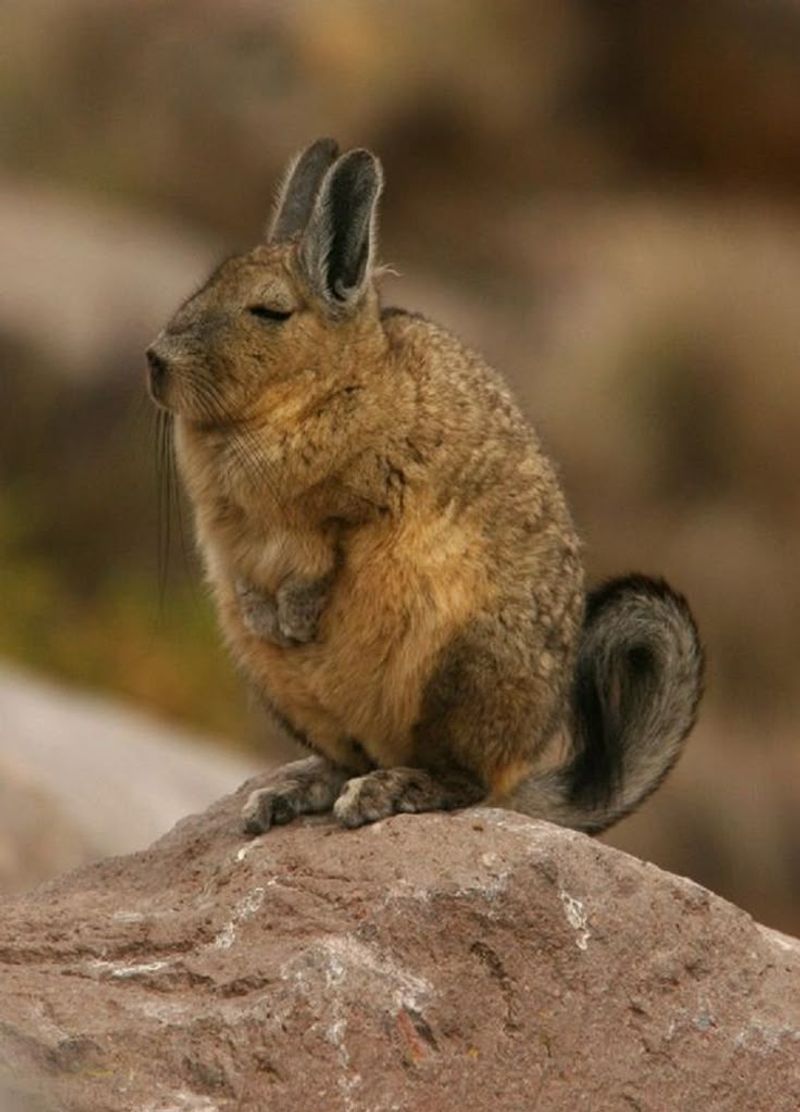 Mountain Viscacha