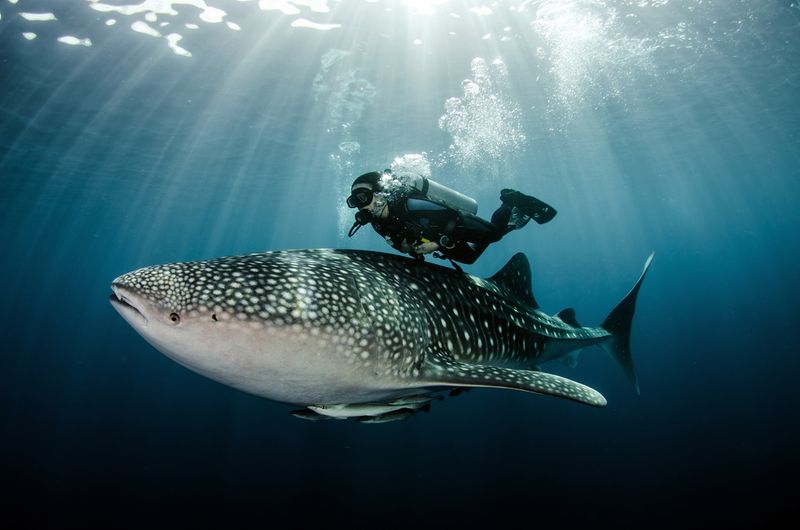 Whale Sharks