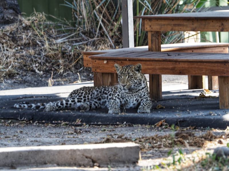 Legadima the Leopard