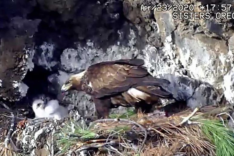 Golden Eagles in the Canyons