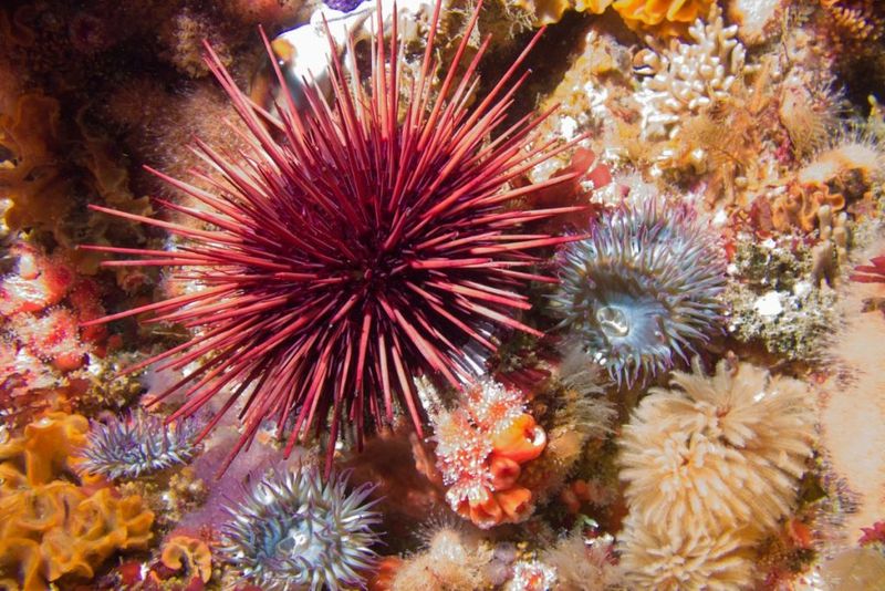 Red Sea Urchin