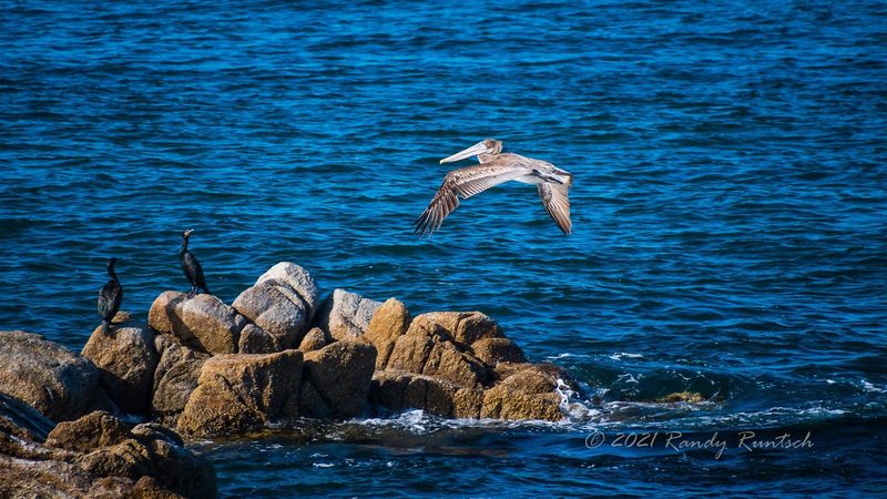Brown Pelican