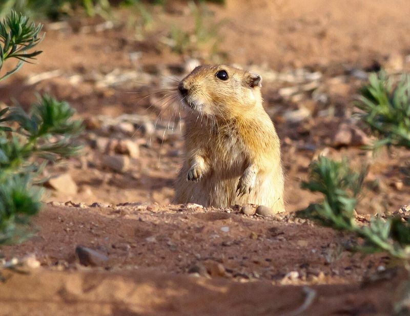 Sand Rat (Fat Sand Rat)