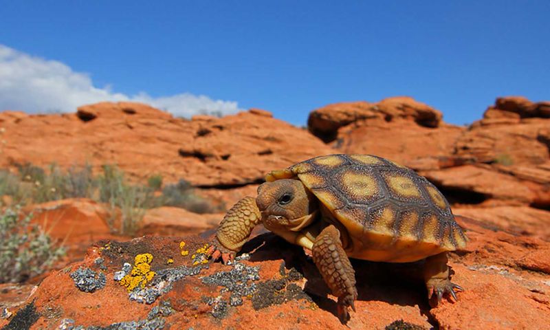 Desert Tortoise