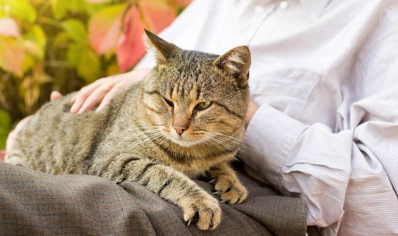 Affectionate Companionship