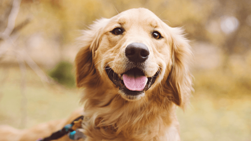 Playful and Energetic