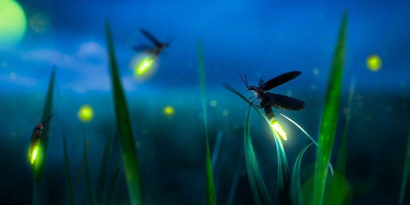 Firefly