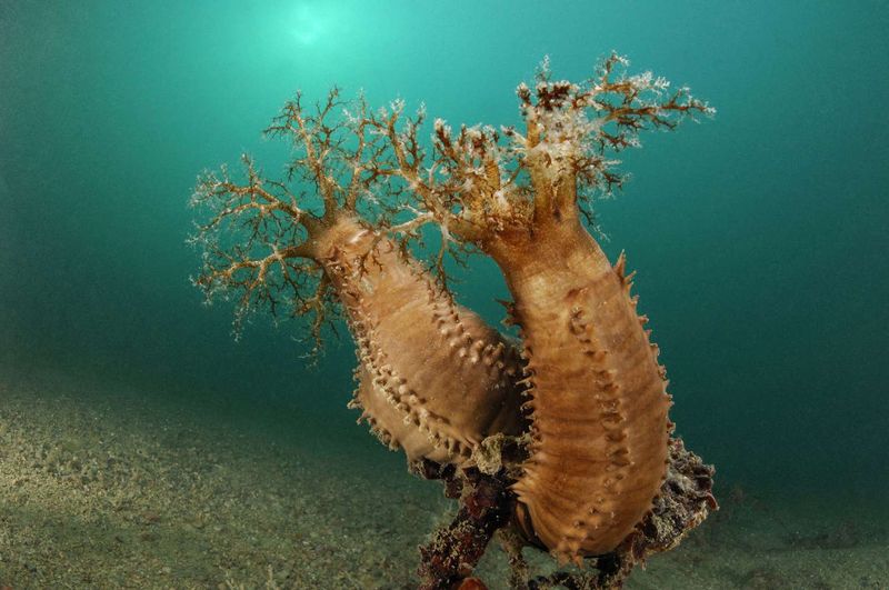 Sea Cucumber