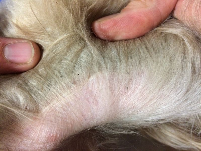 Signs of Worm Infestation