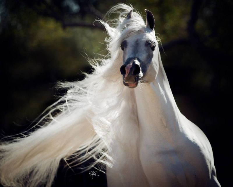 Arabian