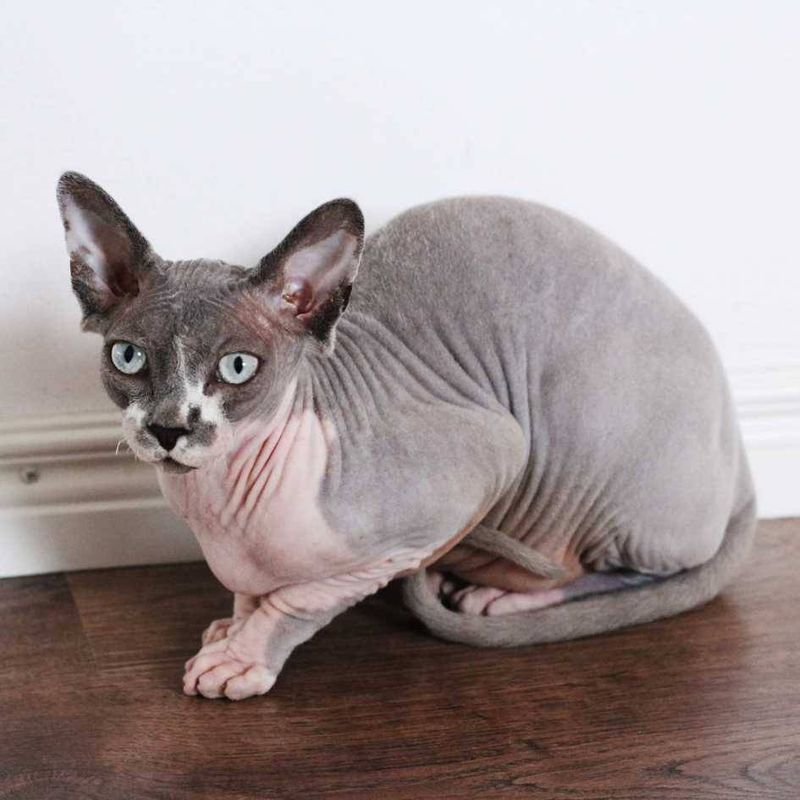 Sphynx Cat