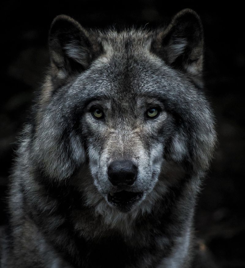 Gray Wolf
