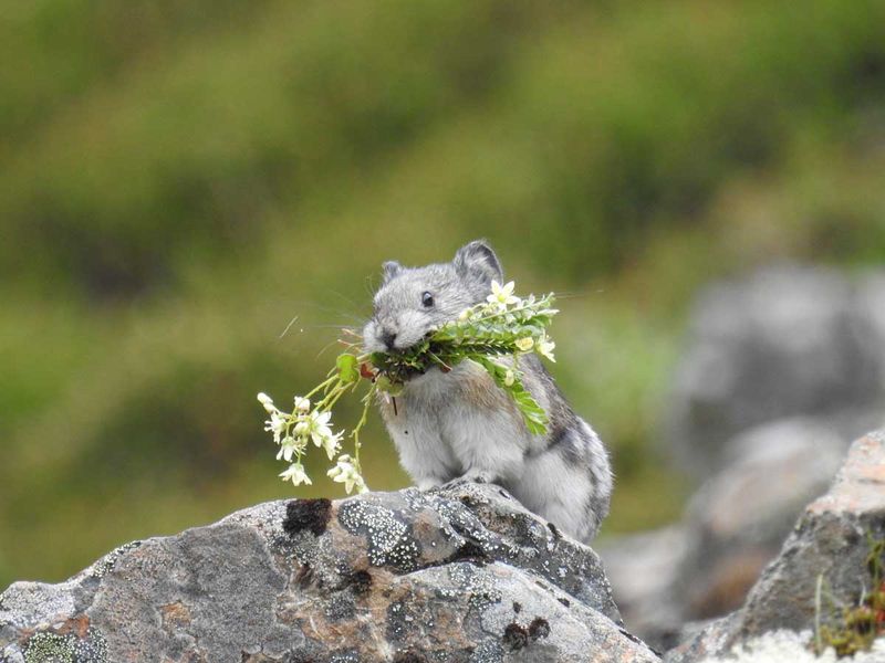 Pika