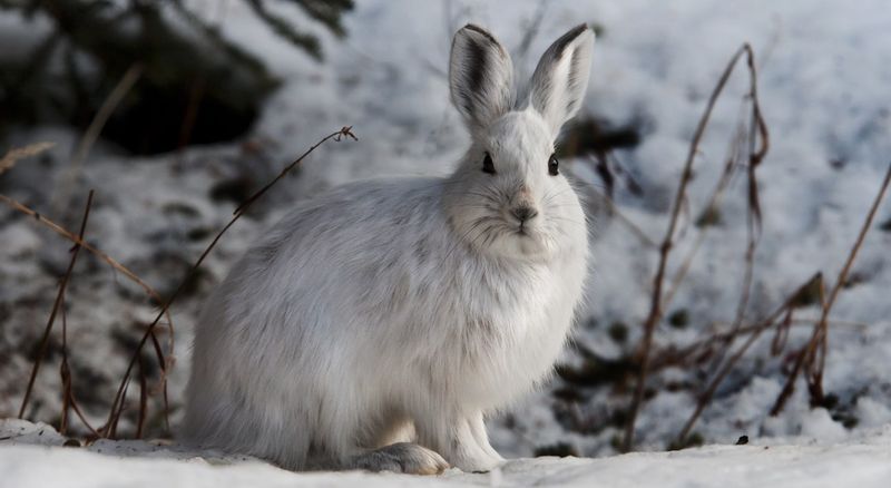 Alaskan Hare