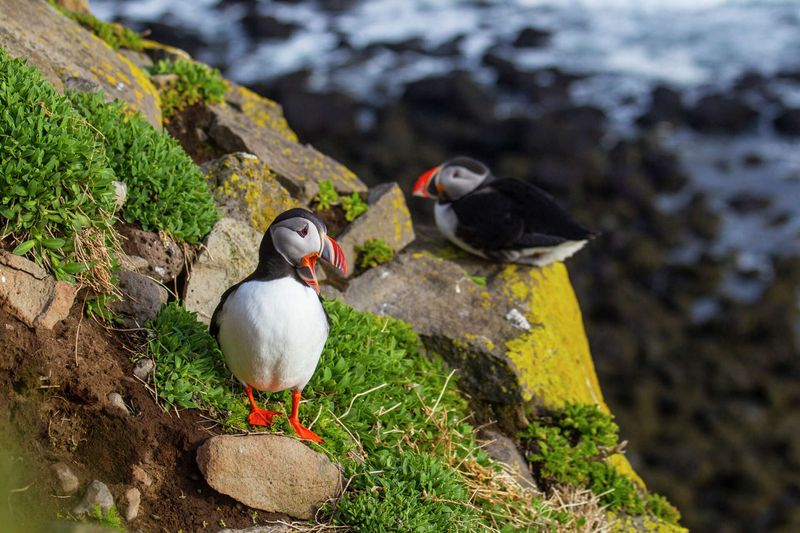 Puffin