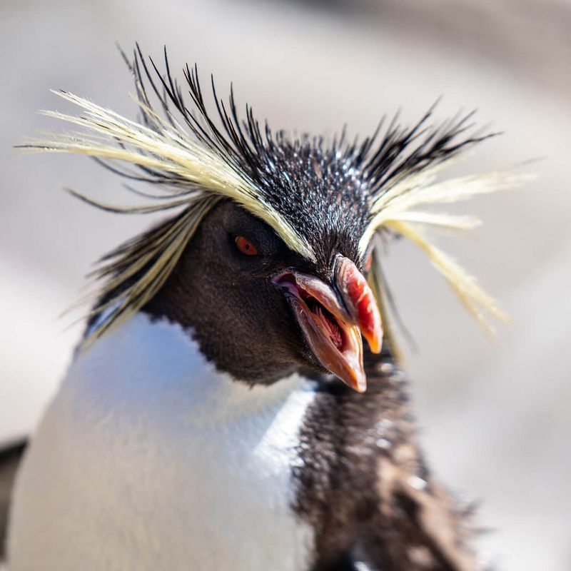 Rockhopper Penguin