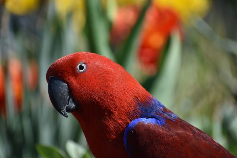 Eclectus Parrot