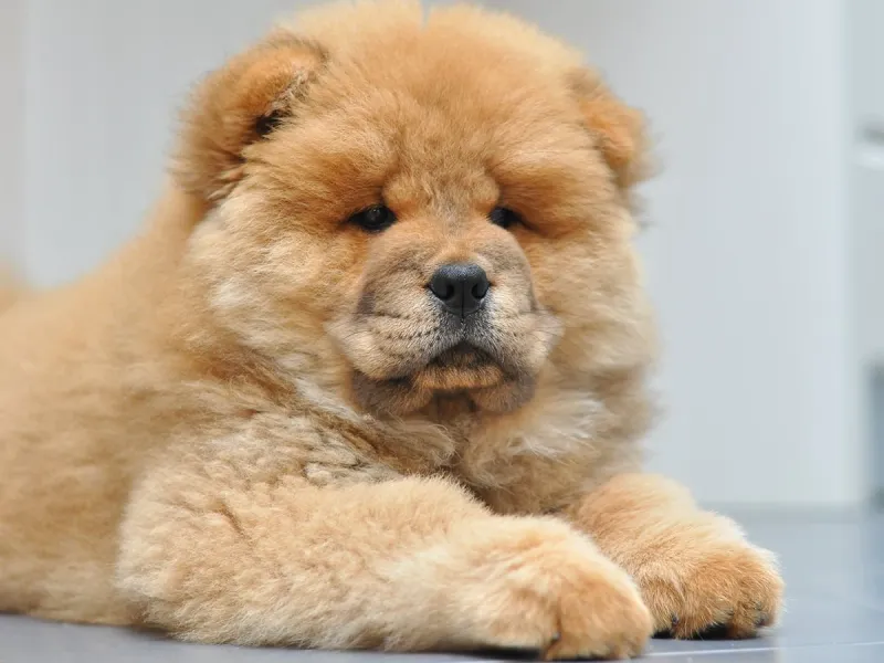 Chow Chow