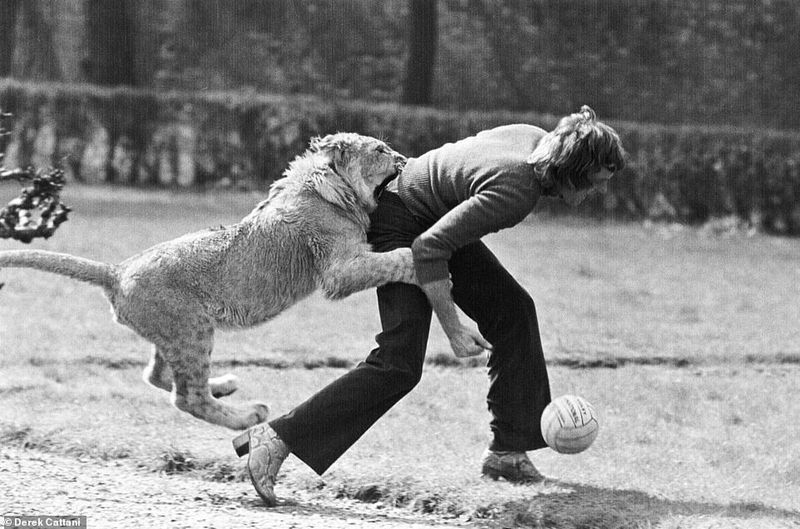 Christian the Lion