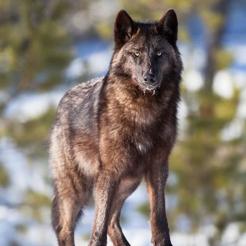 Interior Alaskan Wolf (Canis lupus pambasileus)