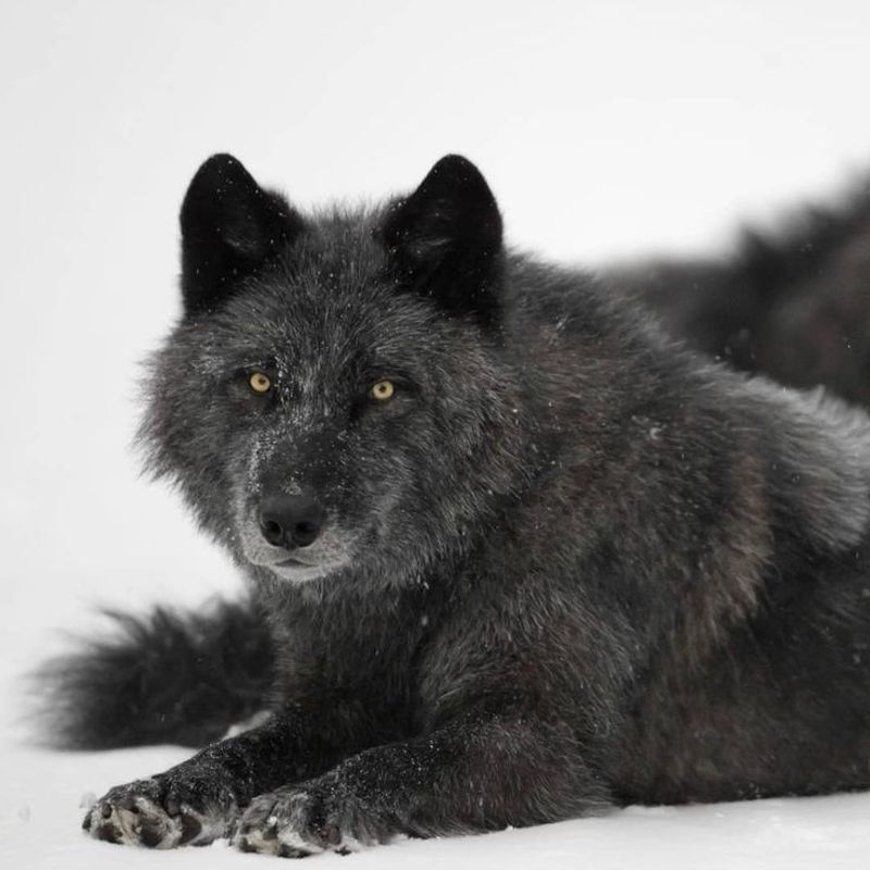 British Columbian Wolf