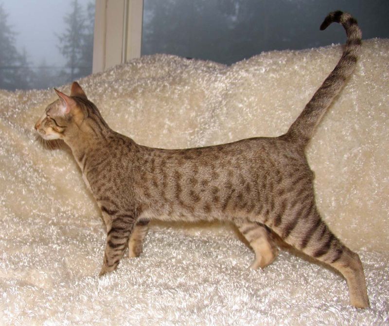 Spotted Tabby
