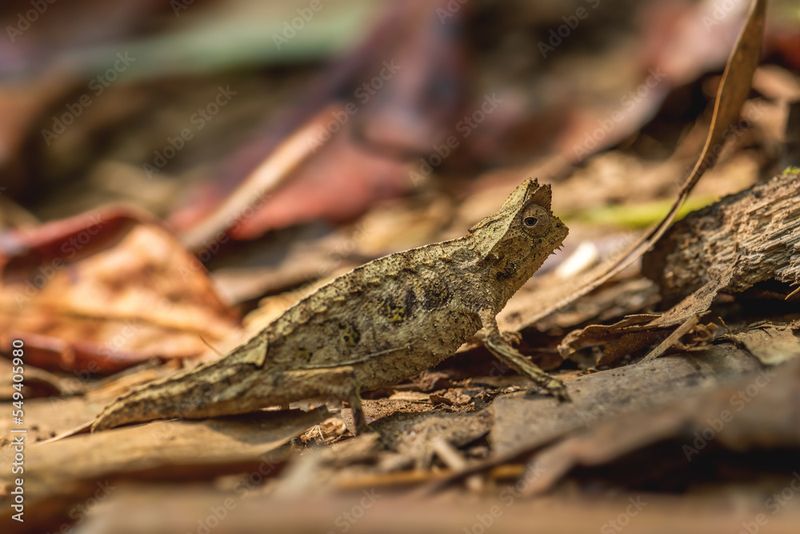 Leaf Chameleon