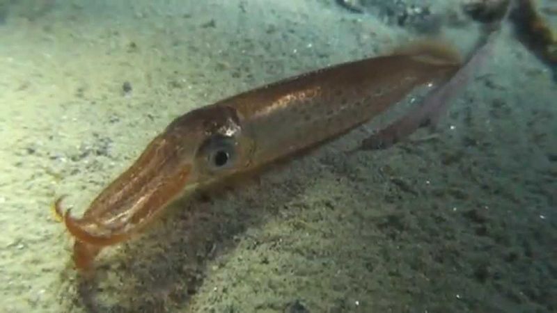 Japanese Flying Squid