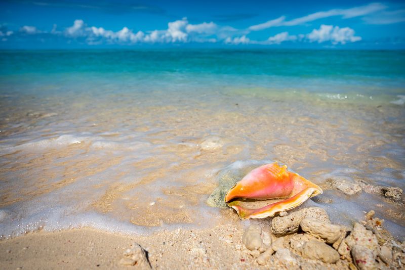 Queen Conch