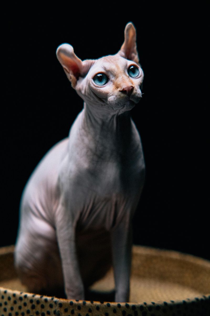 Sphynx