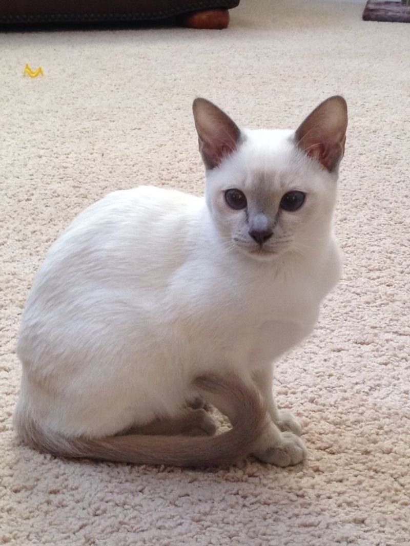 Tonkinese