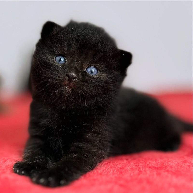 Scottish Fold (Black Coat Option)