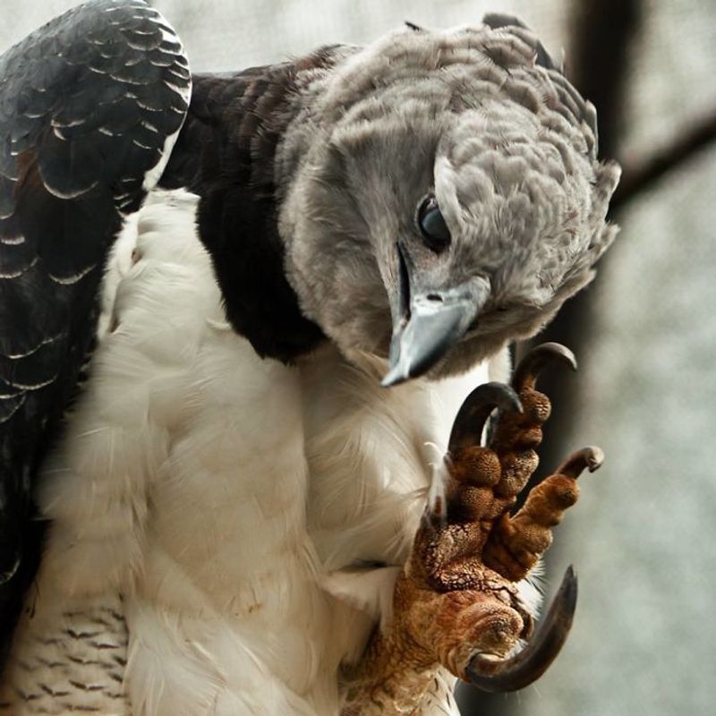 Formidable Talons